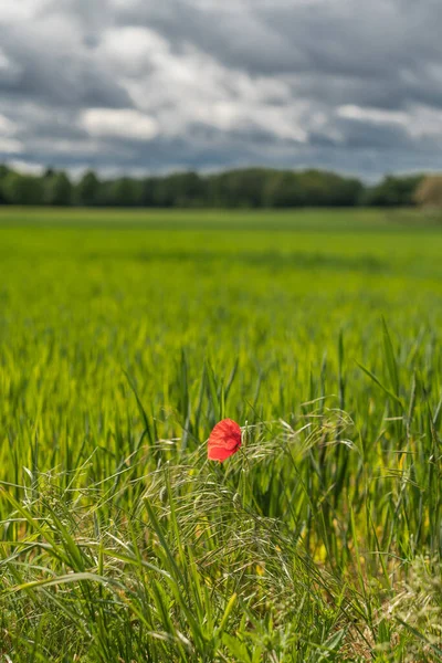 Single papaver in een veld met jonge rogge. — Stockfoto