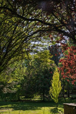 Parktaki bir açıklıkta güneş parlıyor..