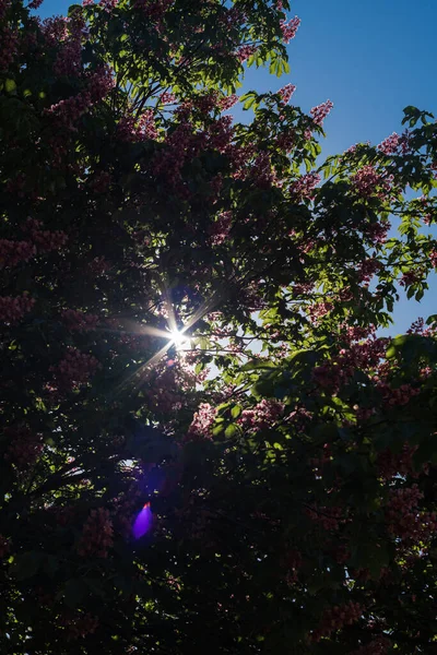 El sol brilla a través de un árbol floreciente . — Foto de Stock