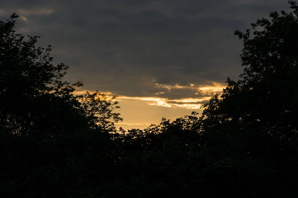 Las siluetas de los arbustos contra el cielo de tarde . — Foto de Stock