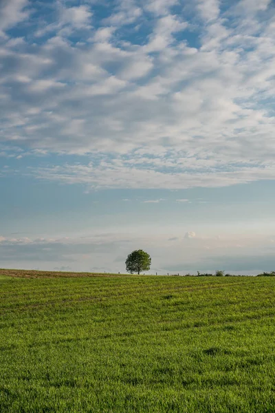 Un seul petit arbre sur une crête contre le ciel du soir . — Photo