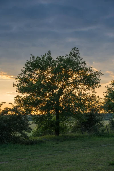 Ett träd och buskar mot en natthimmel. — Stockfoto