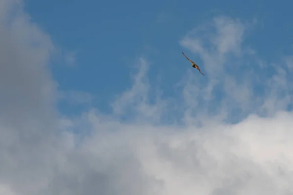 Falke am Himmel beobachtet den Fotografen. — Stockfoto