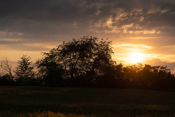 Pôr do sol dourado sobre arbustos na borda de um campo de centeio . — Fotografia de Stock