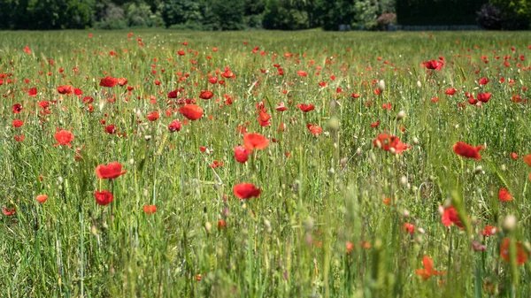 Wilder Mohn auf einer unbewirtschafteten Wiese in der Mittagssonne an einem Maitag. — Stockfoto