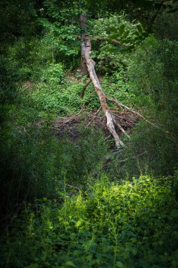 Devrilmiş bir ağaç ulaşılamaz bir çalılıkta yatıyor..
