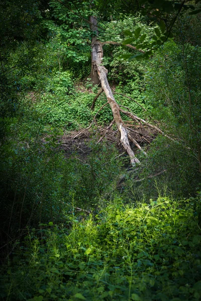 Devrilmiş bir ağaç ulaşılamaz bir çalılıkta yatıyor..