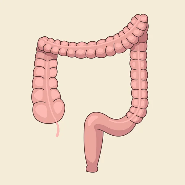Large intestine. Vector flat cartoon illustration — Stock Vector