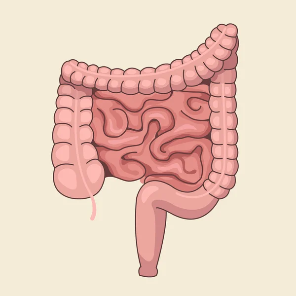 Vector intestines. Vector flat cartoon illustration — Stock Vector