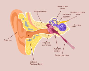 İnsan kulak anatomisi. İşitsel sistem. Vektör düz çizgi film illüstrasyon
