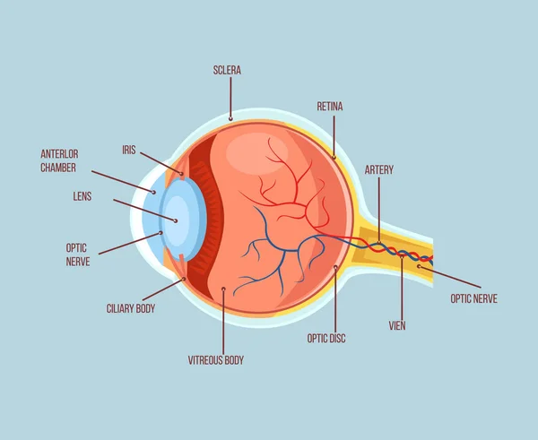 Human eye color structure anatomy scheme. Vector flat cartoon illustration — Stock Vector