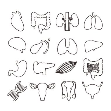 İç organlar izole edilmiş sanat eserleri koleksiyonu. Vektör düz grafik tasarımı izole edilmiş illüstrasyon 