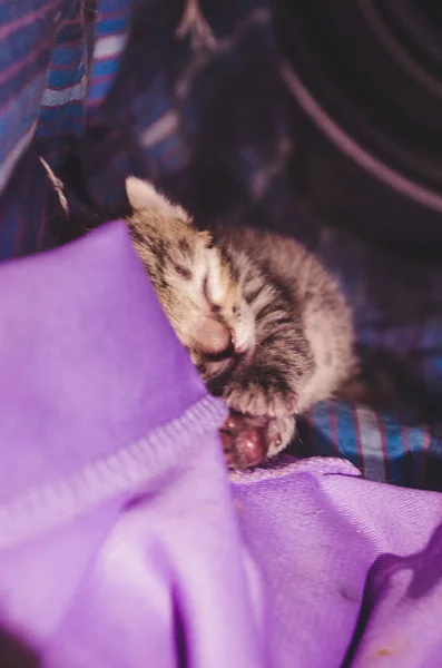 Cuteness Little Cat — ストック写真