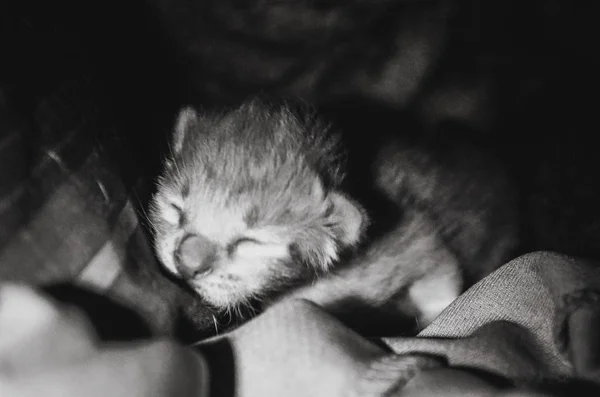 Fofura Gatinho — Fotografia de Stock