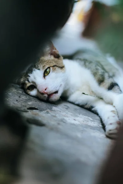 고양이의 귀여운 — 스톡 사진