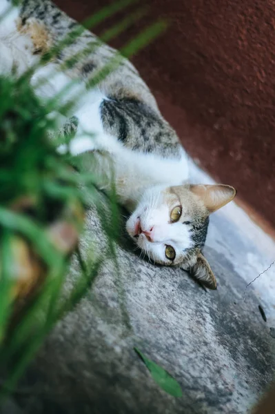 Küçük Kedinin Şirinliği — Stok fotoğraf