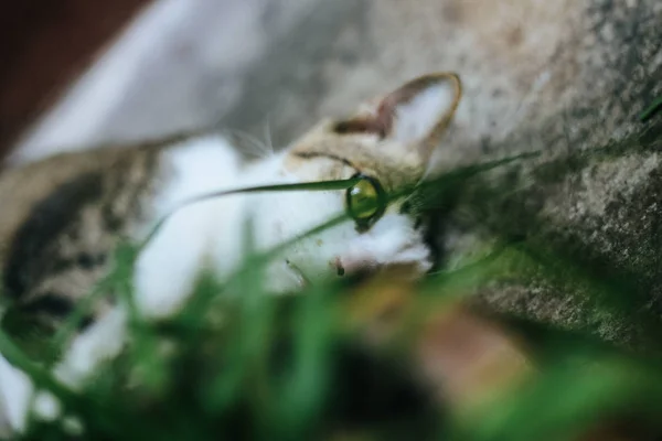 Fofura Gatinho — Fotografia de Stock