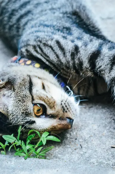 Sötheten Den Lilla Katten — Stockfoto