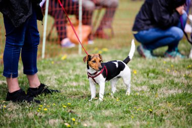 Sorumsuz sahibinin yolun kenarına bıraktığı bir yığın köpek kakası.