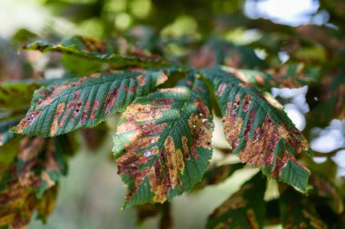Sorumsuz sahibinin yolun kenarına bıraktığı bir yığın köpek kakası.