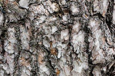 Orta yaşlı bir çift köpeklerini kırsalda yürüyüşe çıkarıyor.