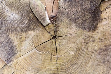 Orta yaşlı bir çift köpeklerini kırsalda yürüyüşe çıkarıyor.