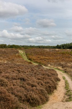 Orta yaşlı bir çift köpeklerini kırsalda yürüyüşe çıkarıyor.