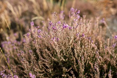 Orta yaşlı bir çift köpeklerini kırsalda yürüyüşe çıkarıyor.