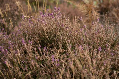 Vahşi İngiliz fundalığının son çiçekleri Vahşi bir Heathland