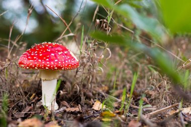 Amanita muscaria, yaygın olarak sinek agariği veya sinek amanita olarak bilinir, Suffolk ormanlarında bulunan zehirli bir mantardır.