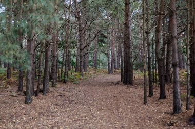 İngiliz kırsalında bulunan doğal bir çam ormanı