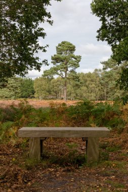 Suffolk 'un kırsal kesiminde bir ağaç ve doğal bir Heathland' e bakan boş bir bank.