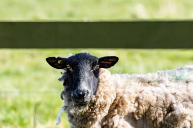 A female sheep looking directly into the camera. On a farm in rural Suffolk clipart