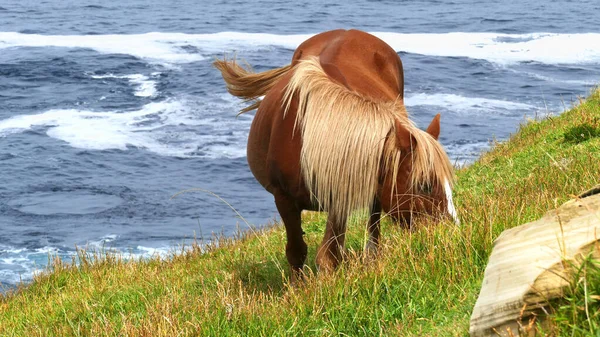 Barna ló legeltetés a tengerparton. Kantábriai-tengeri partvidék. — Stock Fotó