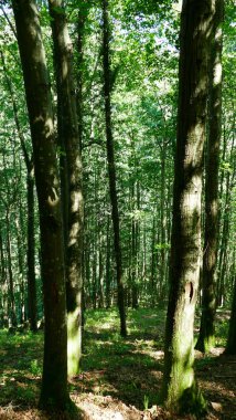 Ormanda çok sayıda ağaç bulunan bir bölge.