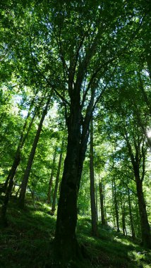 Ormanda çok sayıda ağaç bulunan bir bölge.