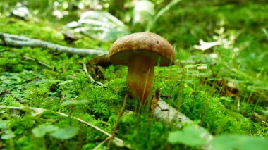 Ormanın yosunlarında kahverengi mantar