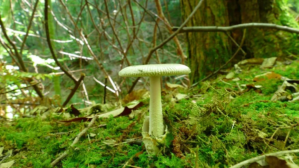 Белый гриб в мху леса — стоковое фото
