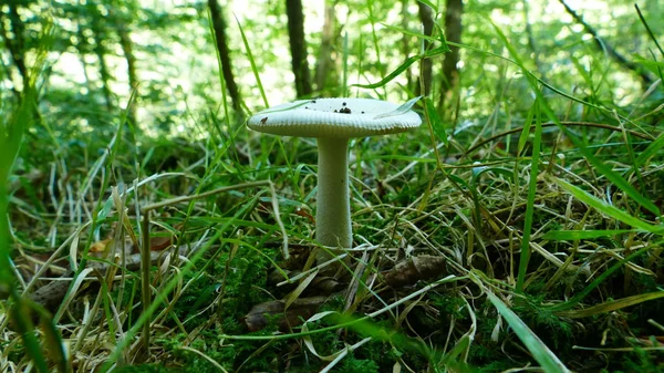 White mushroom in the moss of the forest — Stock Photo, Image