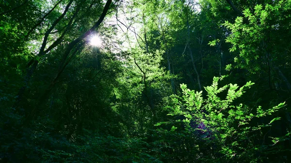 Solreflektioner bland skogens träd — Stockfoto