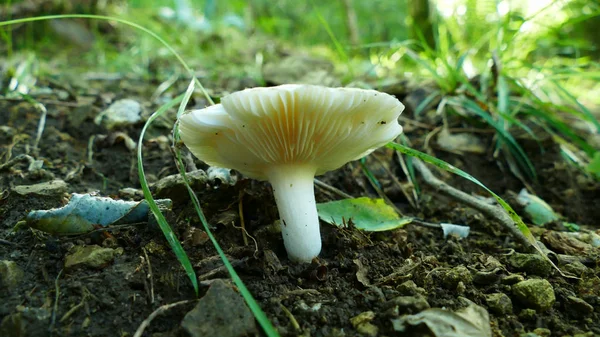Champignon blanc dans le sol forestier — Photo