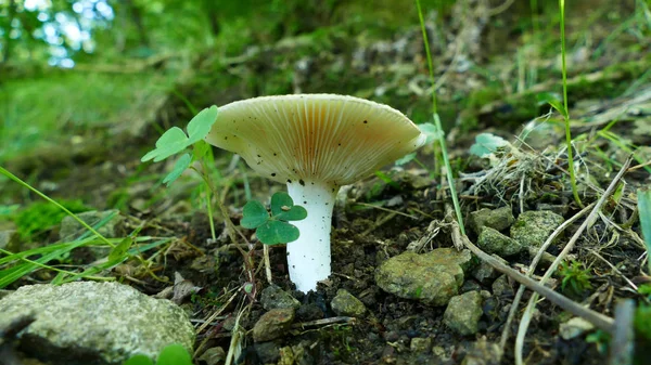 Seta blanca en el suelo del bosque — Foto de Stock