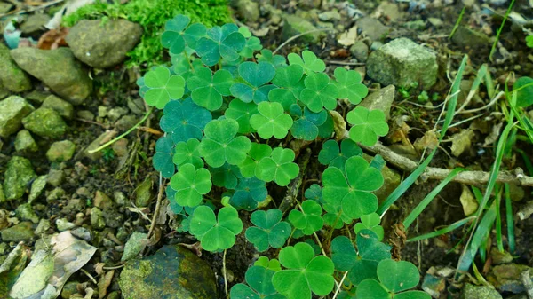 Pequeños tréboles y piedras en el suelo del bosque — Foto de Stock