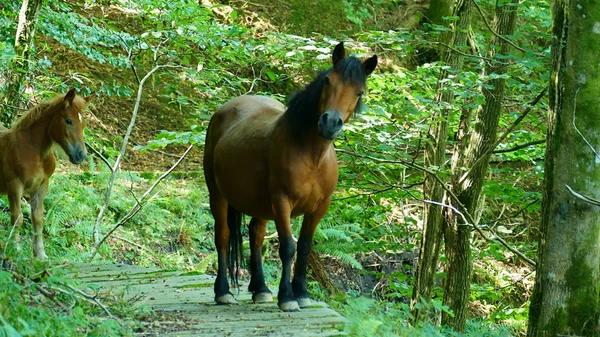 Mare and her little foal on a forest trail — ストック写真