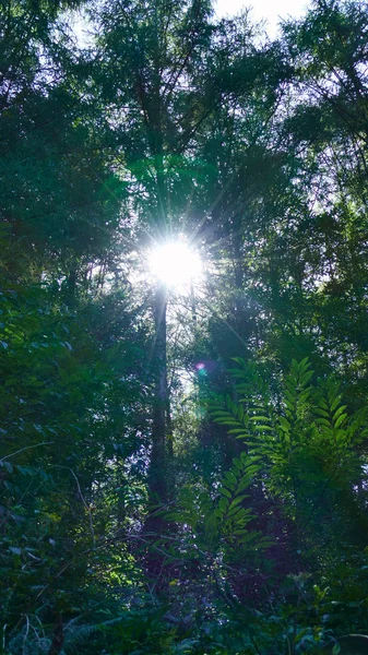 Роздуми сонця серед дерев лісу — стокове фото