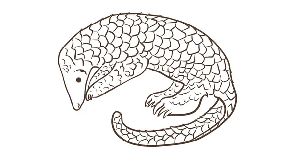 Pangolin Fourmilier Écailleux Mammifère Couvert Écailles Provenant Régions Tropicales Telles — Photo