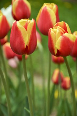 Lale 'Residence' gizli