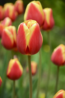 Lale 'Residence' gizli