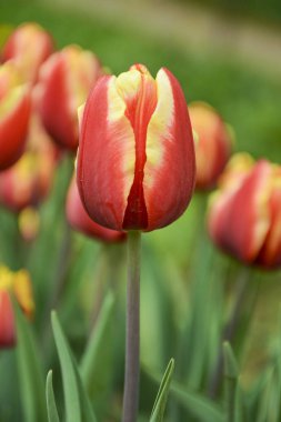 Lale 'Jan Seignette' gizli