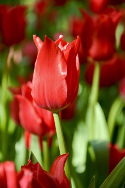 Lily çiçekli kırmızı lale güneşli ışık yakın çekim